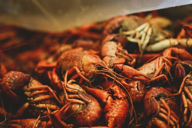 Ground Crayfish