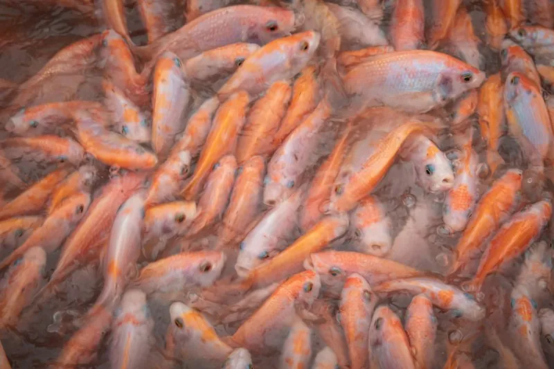Yellow Fish