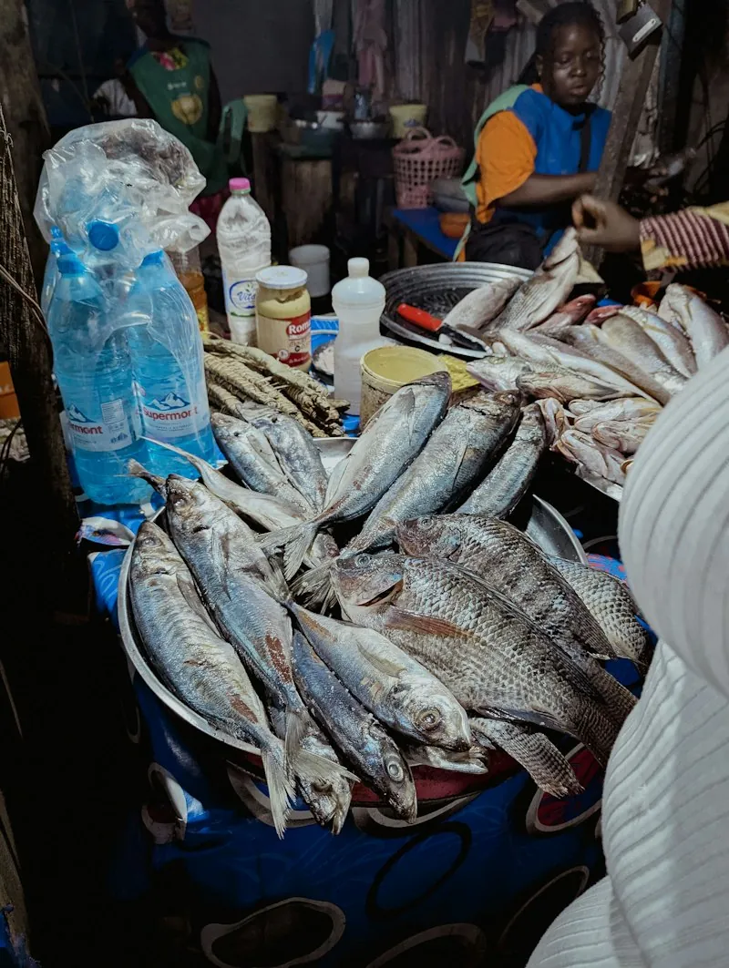 Tilapia